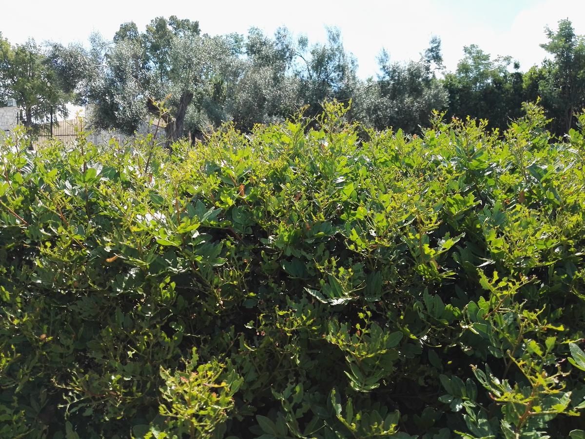 Casale Farnesiana B&B Tarquinia Dış mekan fotoğraf