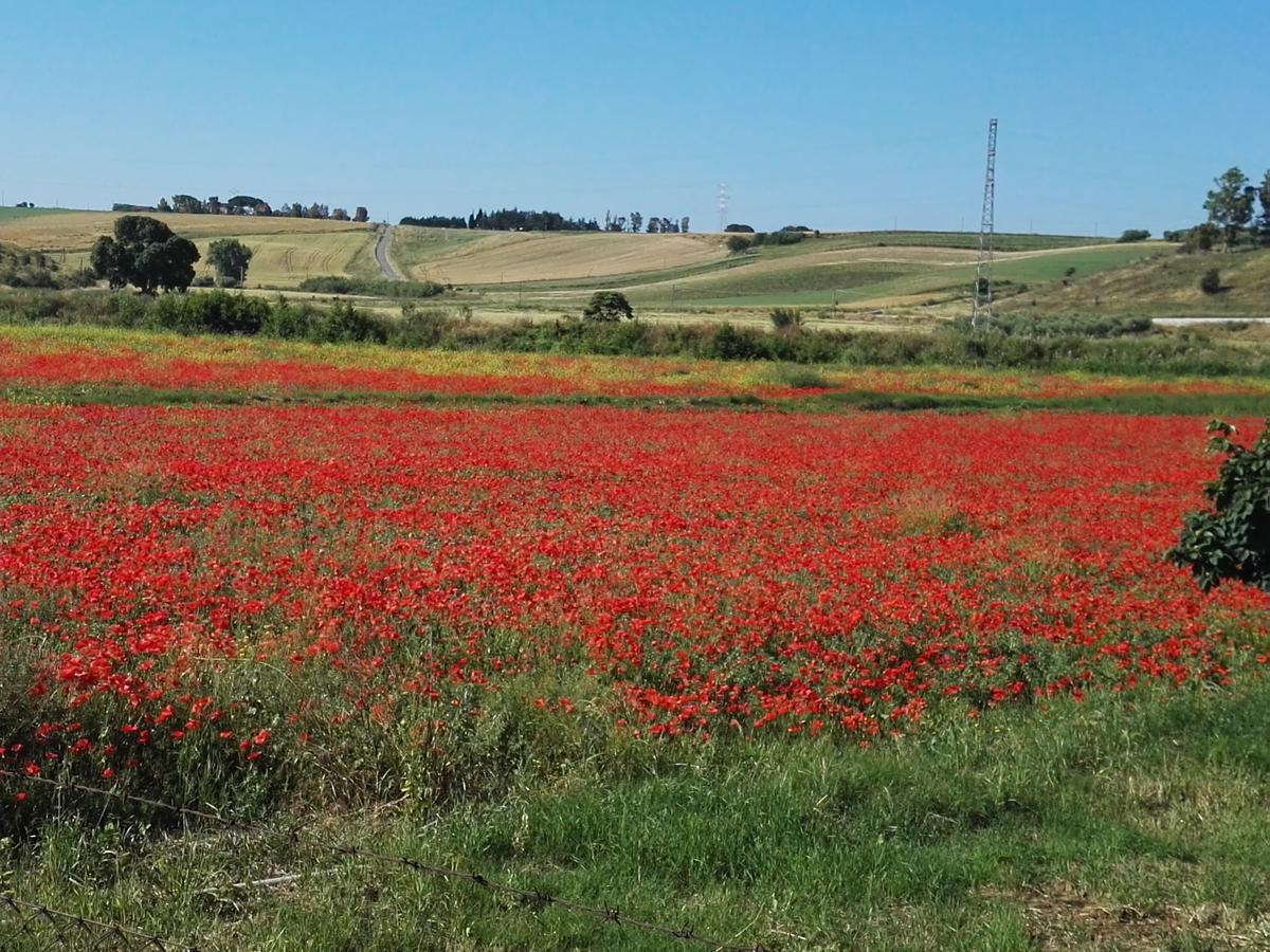 Casale Farnesiana B&B Tarquinia Dış mekan fotoğraf